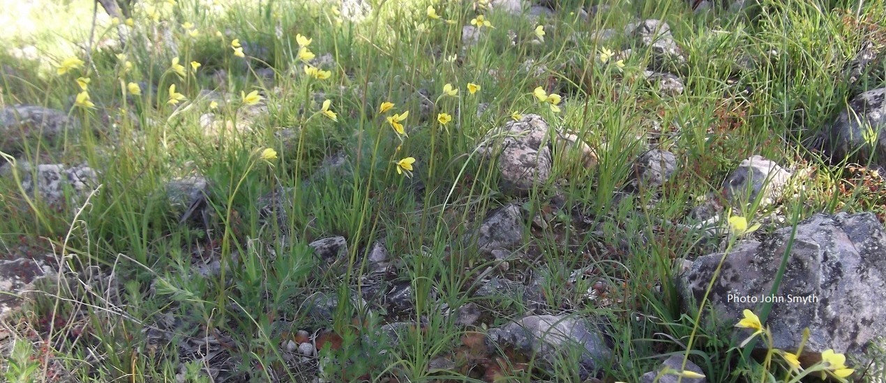 Yellow Donkey Orchids- Tothills